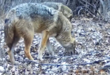 Чарынский парк зафиксировал шакала на фотоловушку (ВИДЕО)
