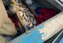 Браконьеров со 130 кг рыбы задержали в Туркестанской области (ВИДЕО)