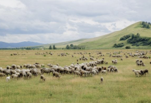 Пастбищный парадокс Казахстана