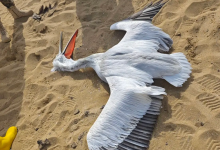 Мертвую краснокнижную птицу нашли на берегу Каспия в Мангистау