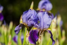 Первые ирисы зацвели в предгорье Алматы (ВИДЕО)