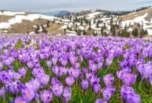 Погода порадует жителей Алматы теплом и солнцем