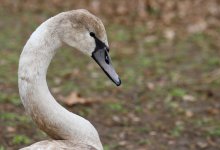 Движение поездов остановили из-за лебедя на путях