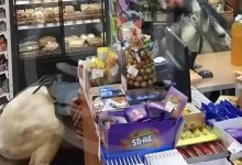 На белом коне въехал прямо в магазин россиянин в Сочи