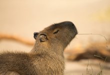 Капибара сбежала из зоопарка в Британии