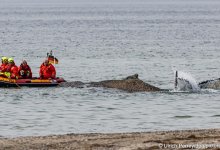 Горбатый кит застрял в Балтийском море: шансы на спасение тают