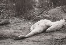 У берега Каспия под Актау нашли множество мертвых лебедей