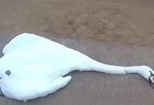 Массовая гибель лебедей в Актау: что говорят специалисты