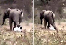 Слон растоптал мужчину, но тот поднялся и ушел