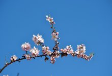 До 28 градусов тепла обещают жителям Шымкента