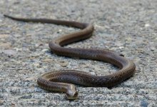 Сразу четырех змей отловили спасатели в Талдыкоргане (ВИДЕО)