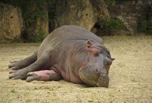 Самка бегемота убила стажерку-ветеринара