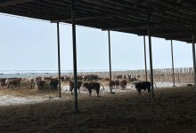 От откорма до экспорта