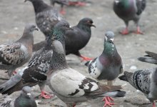 Памятник голубям может появиться в Актау