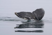 Горбатый кит снова застрял на мели в Висмарской бухте