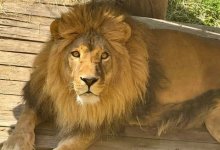 Зоопарк объяснил странное поведение льва в Алматы (ВИДЕО)