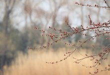 Весна удивит: какая погода ждет Астану в последний день марта