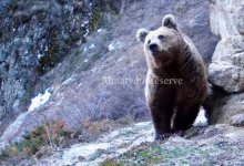 Медведей зафиксировали близ Алматы (ВИДЕО)