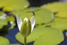 Ботанический сад Алматы меняет график работы