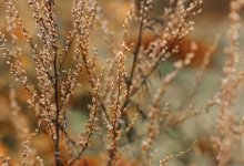 До +15 и без осадков: прогноз погоды в Астане 1 апреля