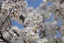 Почти летняя жара наступит в Шымкенте