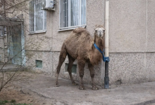 Верблюда привязали к газовой трубе у жилого дома в Актау (ВИДЕО)