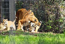 Новые обитатели зоопарка Алматы получили имена