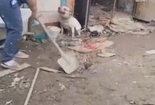 Женщина избила собаку лопатой в Атырау