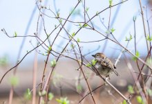 Порадует ли погода жителей Астаны 2 апреля