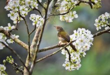 30-градусная жара ждет жителей Шымкента