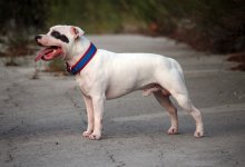 Бойцовский пес растерзал пенсионерку в России