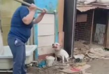 Волонтеры рассказали о состоянии собаки Герды, избитой лопатой в Атырау