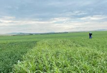 В поле выходит цифровой агроном