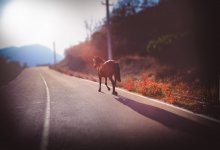 Три человека пострадали в ДТП с лошадью на трассе под Астаной