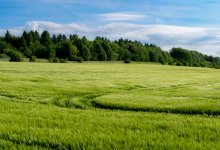 МСХ: Казахстан будет приоритетно выращивать культуры, приносящие большую прибыль