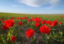 Редкие тюльпаны из Красной книги распустились на юге Казахстана