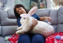 Гигантский кролик весом 9,5 кг живет в доме в Великобритании