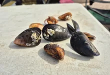 Жителей Актау удивило появление крупных мидий в Каспии: эксперты объяснили явление