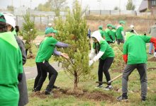 "Таза Қазақстан": более 550 тысяч деревьев и кустарников высадят в этом году в Алматы