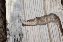 Личинки насекомого обнаружены в партии древесины в Акмолинской области