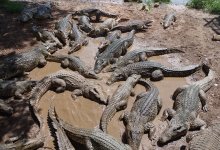 Охранять границу с помощью змей и крокодилов предлагают в Индии