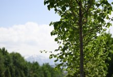 Биологическую обработку деревьев проведут в Алматы