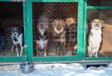 Общественникам дали право проверять условия содержания животных в приютах – Мажилис принял закон