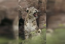 Век дикой славы