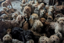 В Великобритании спасли 250 пуделей из шокирующих условий