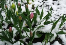 Капризы погоды: дождь со снегом обрушится на Астану