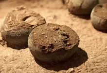 Ученые нашли яйцо возрастом 250 млн лет с эмбрионом внутри