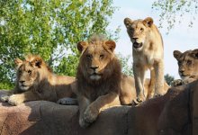 Львов забрасывали камнями на глазах у детей: скандал в Семее