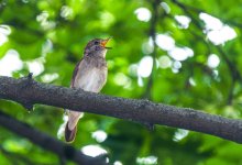 Родной лес против джунглей: что лучше успокаивает психику