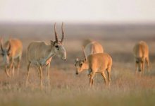 Специалисты раскрыли причины гибели сайгаков в ЗКО